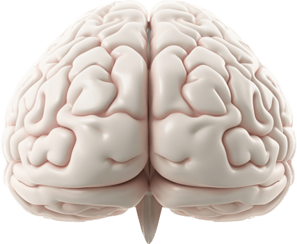 Brain with . png