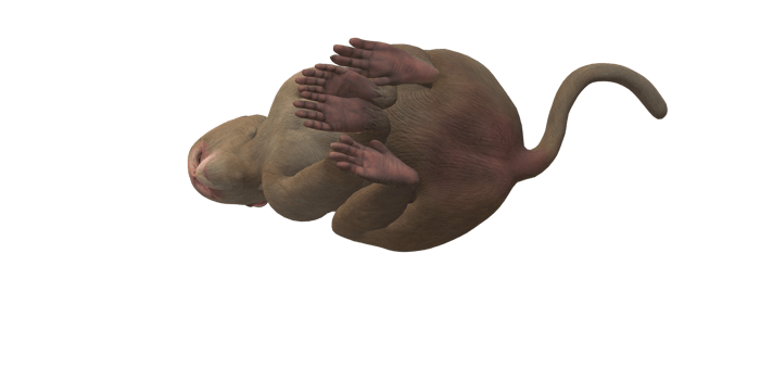 Monkey isolated on a Transparent Background png