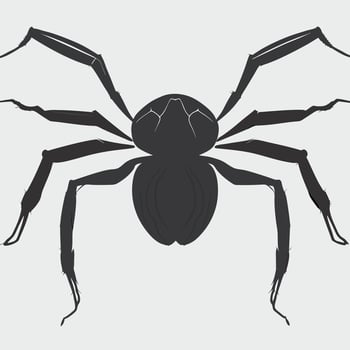 top view of the back of a fat black 8 legged spider, vector illustration line art