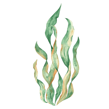 Seaweeds. Green laminaria algae. Underwater ocean plants. Watercolor illustration. Design element. png