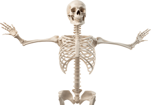 Skeleton with . png