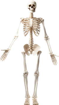 Skeleton with . png