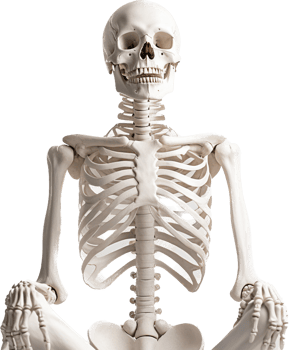 Skeleton with . png