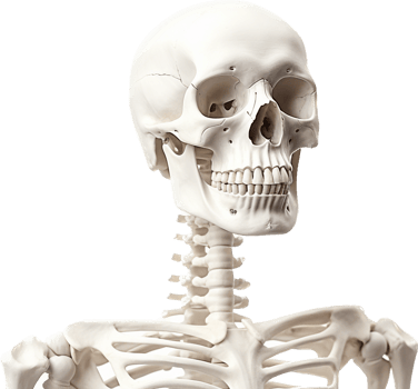 Skeleton with . png