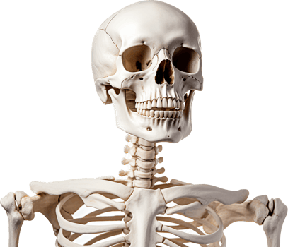 Skeleton with . png