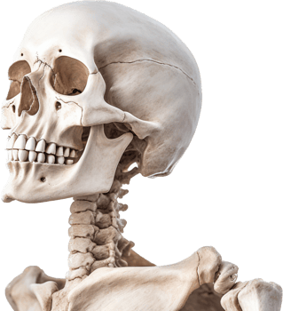 Skeleton with . png