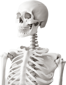 Skeleton with . png
