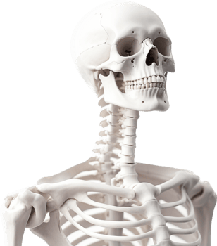 Skeleton with . png
