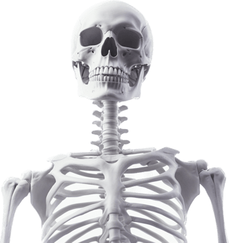 Skeleton with . png