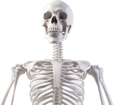 Skeleton with . png