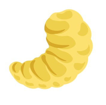 Grub bee larvae, biology basics of honeybee vector