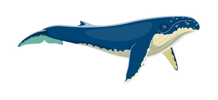 Humpback whale animal character, marine mammal vector