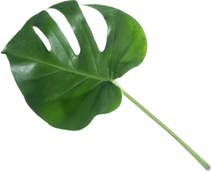 monstera leaf cut out on transparent background. png