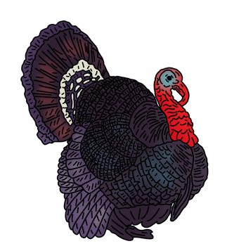 wild turkey bird png