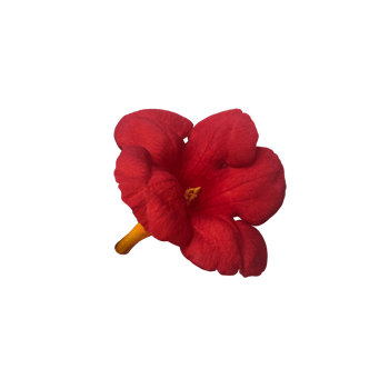 Campsis flower garden plant isolated object, clipping path, decorative element for design, home decor concept, trumpet creeper close up png