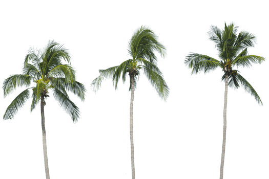 palm tree transparent background png