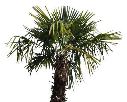 palm tree transparent PNG