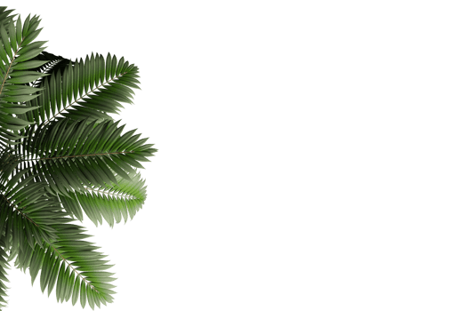 isolated natural palm leaves, summer tree, tropical leave on transparent background png