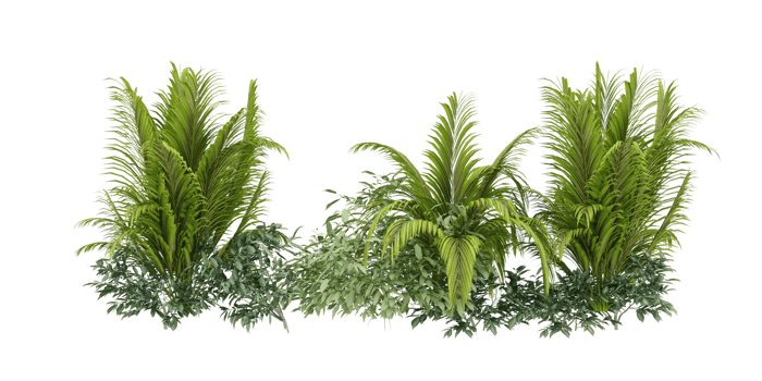 isolated natural palm leaves, summer tree, tropical leave on transparent background png