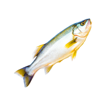 Sardine Common carp Carassius auratus Fish, Fish, painted, food png