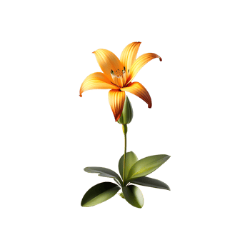 Beautiful lily with green leave on transparent background png