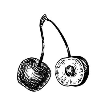 Cherry. Ink sketch isolated on white background. Hand drawn vector illustration. Vintage style stroke drawing.