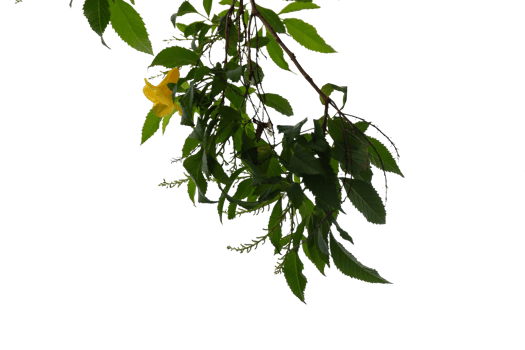 Green leaves isolated on no background, clipping path included for easy selection. png