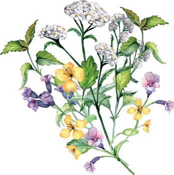 Bouquet of wild medicinal plant, herbs watercolor illustration isolated on white background. Achillea millefolium, nettle, pulmonaria, celanine flower hand drawn. Design for label, package, postcard vector