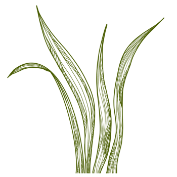 leaves plants line art png