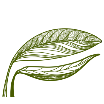 leaves plants line art png