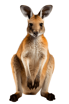 kangaroo isolated on transparent background , png