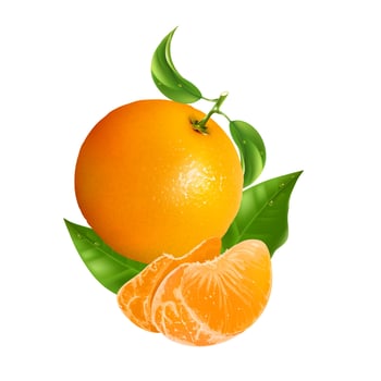 Orange fruit juicy yellow ripe art illustration vector