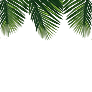 Tropical green palm leaves border frame on transparent background, foliage border background, green leaves background, green background, green leaves border, Leafy Border png