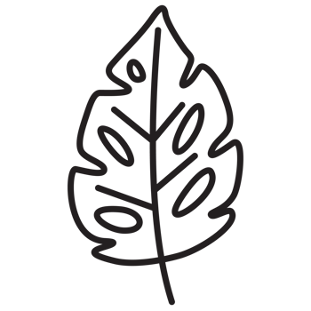 Leaf Monstera Autumn Flora Outline 2D Illustration png