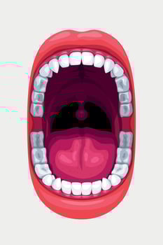 human mouth with smooth teeth on white vector