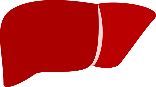 Human liver illustration png