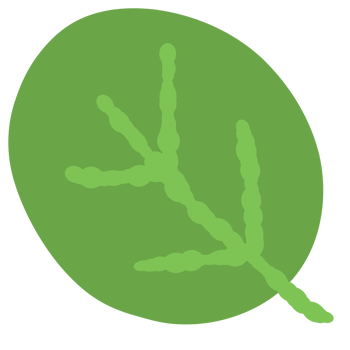 Drawing of green leaf isolated on transparent background for usage as an illustration, a decorative element, nature and springtime concept png