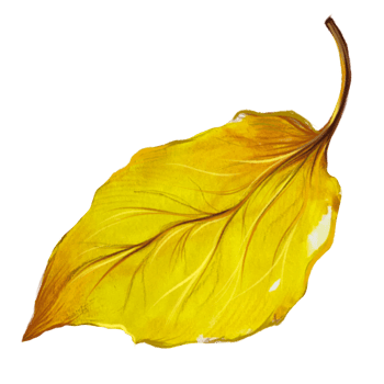 dry yellow leaf illustration png