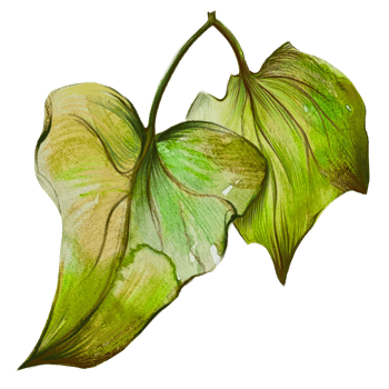 ivy leaves watercolor illustration png