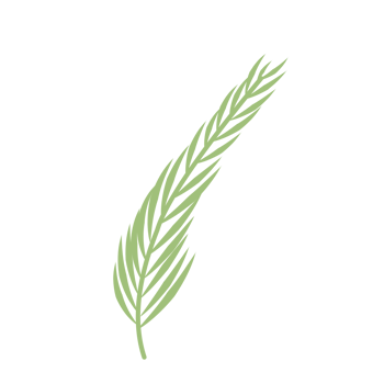 Green Palm Leaf png