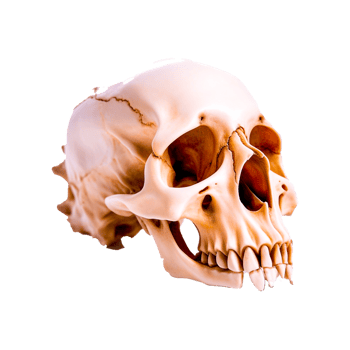 Skull Anatomy Human Body png