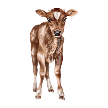 Cute calf with spots and small horns in full growth. Digital illustration. Isolated objects. From the farmer's collection. For compositions, design, prints, stickers, posters, postcards png