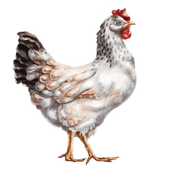 A white chicken with full-length spots. Digital illustration. Isolated objects. From the farmer's collection. For compositions, designs, prints, stickers, posters, postcards png