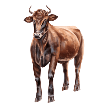 A red bull with spots and horns in full growth. Digital illustration. Isolated objects. From the farmer's collection. For compositions, designs, prints, stickers, posters, postcards png