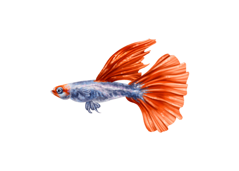 Silver guppy fish with orange fins. An exotic underwater animal. Holidays in the tropics, travel, underwater world. For postcards, souvenirs, prints. Isolated illustration png