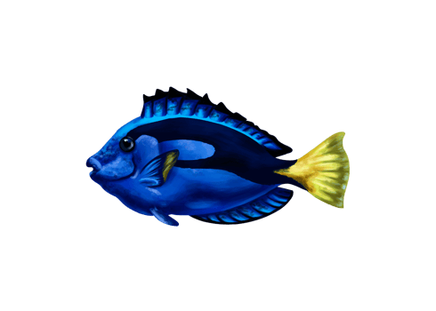Bright blue surgeon royal. Exotic sea fish. Holidays in the tropics, travel, underwater world. For postcards, souvenirs, prints. Isolated illustration png