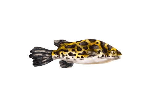 Sea fish brown rockfish. An exotic underwater animal. Holidays in the tropics, travel, underwater world. For postcards, souvenirs, prints. Isolated illustration png
