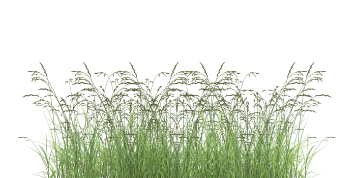 isolated natural tree and coconut palm leave on transparent background png