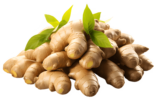 ginger plant isolated on transparent background ,ginger root , png