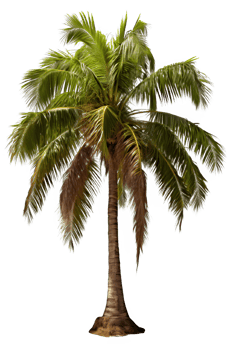 coconut tree isolated on transparent background ,palm tree , png